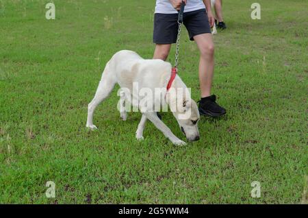 Section basse de l'homme par chien sur le champ de Grassy. Un jeune homme adulte marche un chiot de 7 mois d'Asie centrale. Albâi blanc avec taches marron clair. Banque D'Images