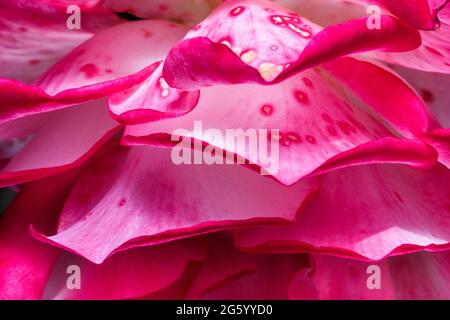 Pétales de Rosa Gallica - rose française, rose gauloise, Rosa, Rosa portlandica, Rosaceae, Rose de Provins Banque D'Images