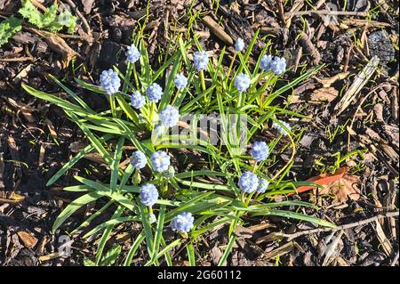 Belle vue de dessus de gros plan lumineux de printemps de minuscules fleurs de muscari bleu clair (jacinthe de raisin) poussant dans le sol de paillis avec des éclats, feuilles déchiquetées Banque D'Images