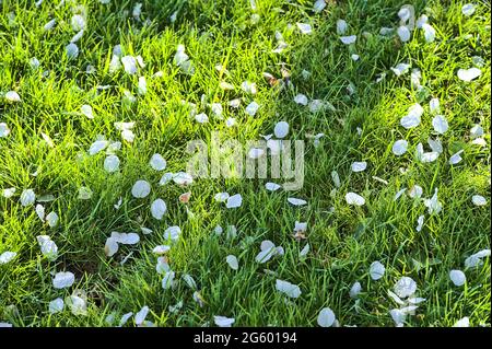 Belle vue rapprochée de la délicate cerisier blanc de printemps (Prunus Shogetsu Oku Miyako) fleurs tombées le matin sur pelouse humide Ballinteer, Dublin Banque D'Images