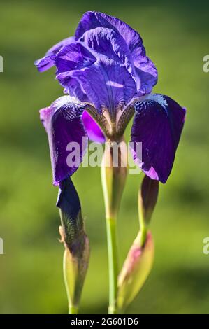 Belle vue verticale de gros plan claire et floue d'une fleur d'iris bleu foncé avec des pétales super hydrophobes, Ballinteer, Dublin, Irlande. Mise au point douce Banque D'Images