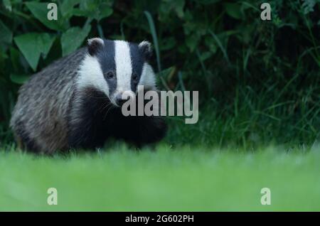 Un Badger européen adulte (Meles meles) émerge de sa sadt à nourrir, Warwickshire Banque D'Images