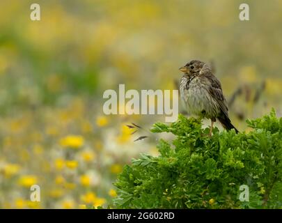 A Corn Bunkting (Emberiza calandra), North Uist, Outer Hebrides, Écosse Banque D'Images