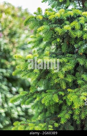 Arrière-plan naturel des jeunes branches d'épinette verte. Banque D'Images