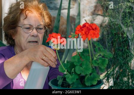 femme âgée qui arrose et s'occupe des plantes Banque D'Images