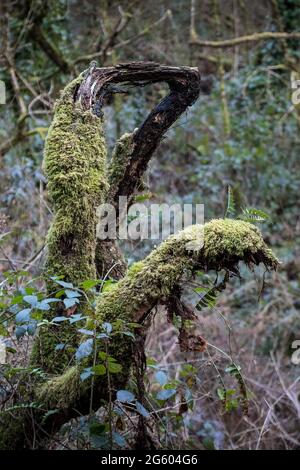 Le lichen de mousse couvrait les restes d'un tronc d'arbre brisé dans les bois de Metha atmosphériques de la vallée de Lappa, en Cornouailles. Banque D'Images