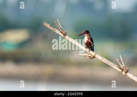 Un kingfisher à gorge blanche sur son perchoir en attendant sa proie - Kadamakkudy , Kochi Banque D'Images