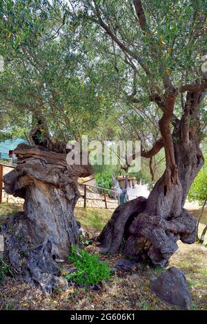 Le cultivar d'olive Pisciottana porte son nom à la petite ville de Pisciotta sur la côte du Cilento. Le cultivar est le plus grand parmi les oliviers, atteignant 20 mètres de hauteur. Dans la municipalité de Pisciotta il y a des centaines d'oliviers millénaires, ils doivent être préservés et protégés, ils doivent être annoncés et promus, parce qu'ils racontent l'histoire de nombreuses générations passées et apportent un paysage infini et la richesse économique. Banque D'Images