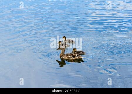 Canard colvert femelle avec ses canetons nageant sur un lac. Anus platyrhynchos. Banque D'Images