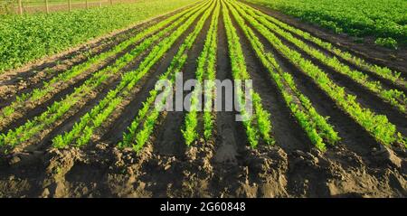 Les plantations de carottes poussent dans le champ. Rangées de légumes. Légumes en pleine croissance. Paysage avec terres agricoles. Agriculture végétale verte. Agriculture. Sélection Banque D'Images