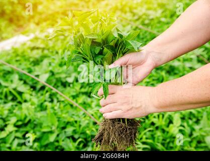 Des semis de poivre frais dans les mains d'un fermier. Plantation de légumes dans le champ. Agriculture et agriculture. Comptabilité. Mise au point sélective Banque D'Images