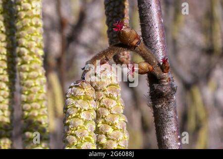Corylus avellana, Hazel commun, plante sauvage au printemps. Banque D'Images