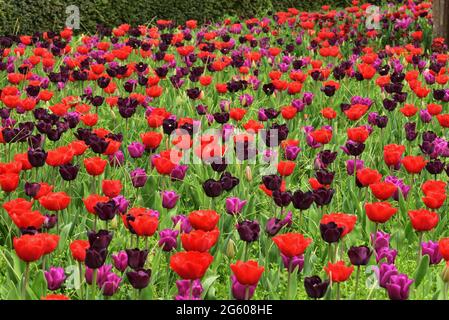 Tulipes dans le jardin du collectionneur Earl à Arundel Castle, Arundel, West Sussex, pendant le Festival annuel des tulipes Banque D'Images