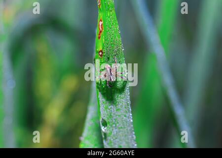 Araignée assise sur l'herbe avec fond vert. Dewdrops sur l'araignée gros plan avec fond vert pour le papier peint. Banque D'Images
