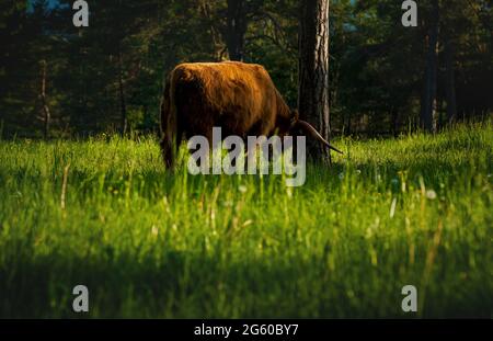 Le bétail des Highlands frotte des cornes sur l'arbre dans le paysage alpin de montagne sur un pré ensoleillé le long de la forêt à feuilles persistantes pendant le coucher du soleil à Mieming, Tirol, Autriche Banque D'Images