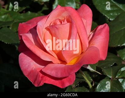 Hybrides de thé rose rose Banque D'Images