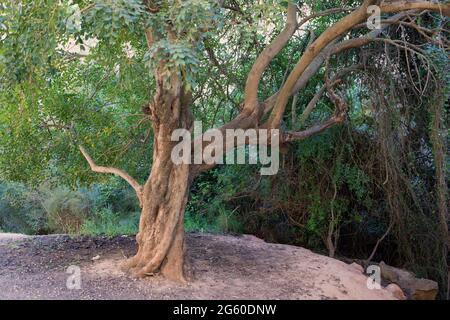 Grand arbre avec des branches allongées (Phytolacca dioica, phytolaccease) également appelé arbre de la belle ombre. Banque D'Images