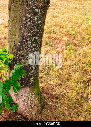 Tronc d'arbre avec mousse et lichen sur un pré sec Banque D'Images