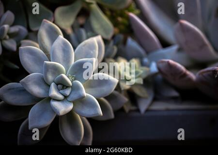 Variété de succulents verts gris dans la boîte de semoir Banque D'Images