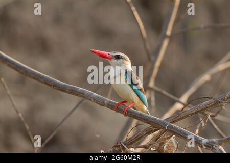 Un bois, Kingfisher Halcyon senegalensis, perché sur une branche. Banque D'Images