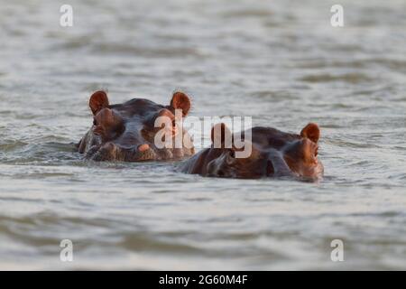 Deux hippopotames, Hippopotamus amphibius, regarder la caméra. Banque D'Images