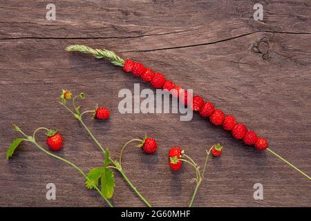 Fragaria vesca également connu comme fraise sauvage, fraise de bois, baie qui pousse sur les prairies sauvages et les forêts. Fraises sauvages empilées sur la plante St Banque D'Images