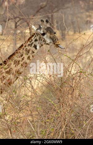 Une girafe Masaï colle sa langue, à saisir une branche. Banque D'Images