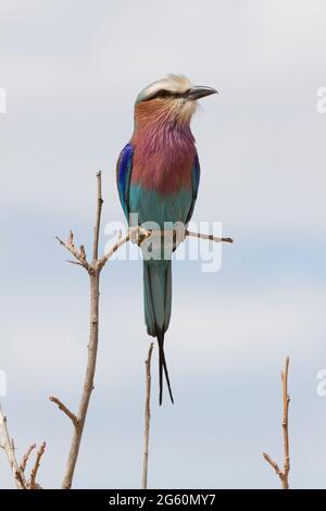 Un lilac-breasted roller, Coracias caudatus, perché sur une branche. Banque D'Images