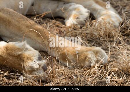 Les grandes pattes d'un lion dormant dans l'herbe. Banque D'Images