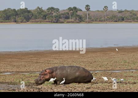 Boeufs traîner un hippopotame qu'elle marche lentement dans la boue. Banque D'Images