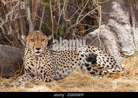 Un guépard, Acinonyx jubatus, regarde vers la caméra. Banque D'Images