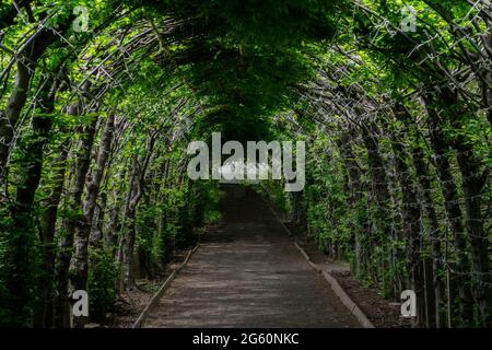 Passage de tunnel vert fait de plantes surcultivées et de feuilles vertes. Haie voûtée faite de pergola dans un jardin Banque D'Images