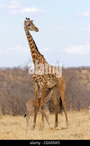 Une nouvelle naissance girafe Masai infirmières veau de sa mère. Banque D'Images