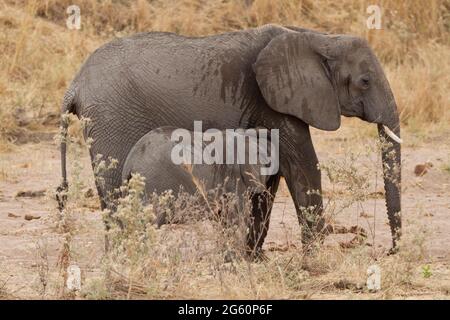 Un bébé éléphant d'Afrique, Loxodonta africana, infirmières de sa mère. Banque D'Images