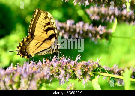 Une queue de tigre de l'est (Papilio glaucus) avec des ailes fermées se nourrit de Hyssop anis (Agastache foeniculum). Gros plan. Copier l'espace. Long Island, New York Banque D'Images