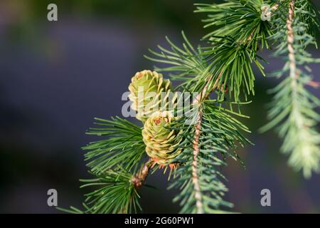 cônes de mélèze de printemps verts sur le point de gros plan de la branche Banque D'Images