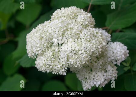 Hydrangea arborescens, sevenaboyer fleurs blanches gros plan sélectif foyer Banque D'Images