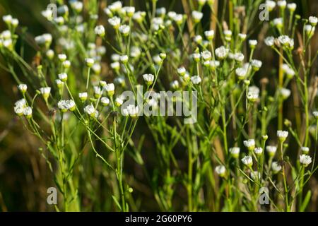 Erigeron annuus, fleurs blanches annuelles de fleabane dans le foyer sélectif des prairies Banque D'Images