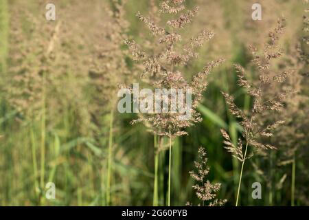 Agrostis capillaris, herbe courbée commune dans le foyer sélectif de Meadowcloseup Banque D'Images