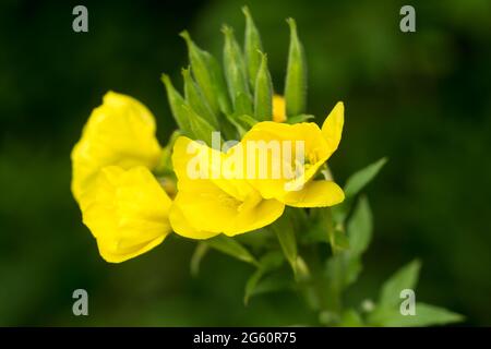 Oenothera biennis, primevent commun, étoiles du soir fleurs jaunes gros plan foyer Banque D'Images