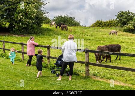 Liscarroll, Co. Cork, Irlande. 1er juillet 2021. Le sanctuaire Donkey de Liscarroll a rouvert aujourd'hui après avoir été fermé au public depuis mars 2020. Le sanctuaire était complet pour les visiteurs qui ont tous apprécié d'être avec les ânes. Crédit : AG News/Alay Live News Banque D'Images