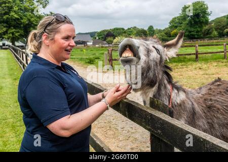 Liscarroll, Co. Cork, Irlande. 1er juillet 2021. Le sanctuaire Donkey de Liscarroll a rouvert aujourd'hui après avoir été fermé au public depuis mars 2020. Le sanctuaire était complet pour les visiteurs qui ont tous apprécié d'être avec les ânes. Aishling O'Sullivan, PR Oficer avec le sanctuaire, a partagé une blague avec 'Jacksie'. Crédit : AG News/Alay Live News Banque D'Images