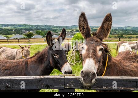 Liscarroll, Co. Cork, Irlande. 1er juillet 2021. Le sanctuaire Donkey de Liscarroll a rouvert aujourd'hui après avoir été fermé au public depuis mars 2020. Le sanctuaire était complet pour les visiteurs qui ont tous apprécié d'être avec les ânes. Les ânes ont apprécié l'interaction avec le public après la longue fermeture. Crédit : AG News/Alay Live News Banque D'Images