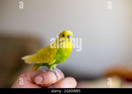 Un petit petit cokgie de parakeet mignon à la maison Banque D'Images