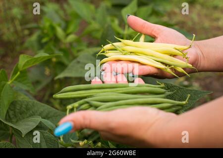 Main féminine tenant juste les haricots longs récoltés, gros plan. Banque D'Images