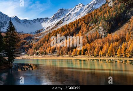 Lac Orceyrette en automne avec mélèze doré. Région de Briançon dans les Hautes-Alpes (Alpes françaises du Sud). France Banque D'Images
