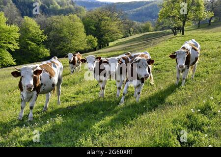 France, Doubs, Glay, Montbéliarde vaches en pâturage Banque D'Images