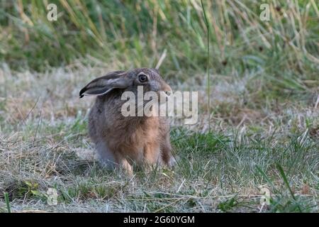 France, Oise, région de Senlis, terre de culture arable, lièvre européen (Lepus europaeus), au moment de la reproduction, dans un pré Banque D'Images