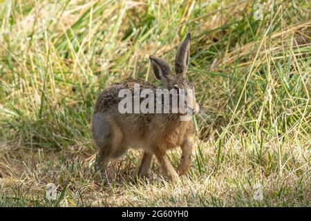 France, Oise, région de Senlis, terre de culture arable, lièvre européen (Lepus europaeus), au moment de la reproduction, dans les champs Banque D'Images