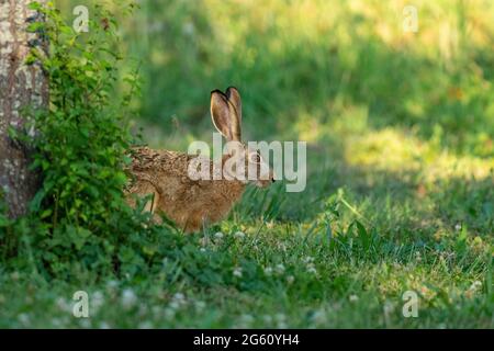 France, Oise, région de Senlis, terre de culture arable, lièvre européen (Lepus europaeus), au moment de la reproduction, dans les champs Banque D'Images